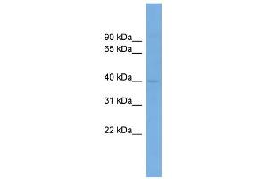 WB Suggested Anti-PPP1R8 Antibody Titration:  0. (PPP1R8 Antikörper  (N-Term))