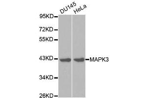 Western blot analysis of extracts of various cell lines, using MAPK3 antibody. (ERK1 Antikörper  (AA 1-100))