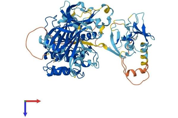 PKC delta Protein (AA 1-674) (His tag)