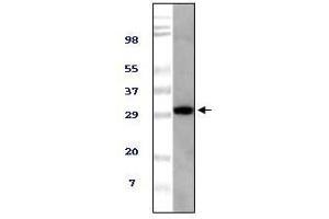 Western Blot showing TUG antibody used against NIH/3T3 cell lysate.