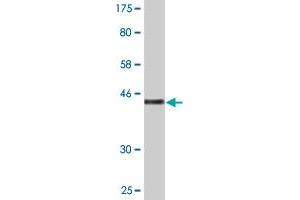Western Blotting (WB) image for anti-Zinc Finger, HIT-Type Containing 3 (ZNHIT3) (AA 1-155) antibody (ABIN522780)