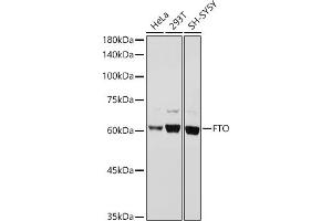 Western blot analysis of extracts of various cell lines, using FTO antibody (ABIN6131655, ABIN6140795, ABIN6140796 and ABIN6218529) at 1:1000 dilution. (FTO Antikörper  (AA 416-505))