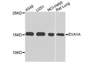 Western blot analysis of extracts of various cell lines, using EVA1A antibody. (TMEM166 Antikörper)