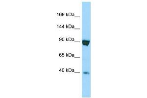 Western Blotting (WB) image for anti-Sperm Specific Antigen 2 (SSFA2) (C-Term) antibody (ABIN2790382) (SSFA2 Antikörper  (C-Term))