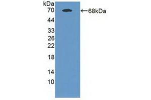Western blot analysis of recombinant Human MAN1A1. (MAN1A1 Antikörper  (Glu653))