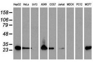Image no. 2 for anti-Sepiapterin Reductase (SPR) antibody (ABIN1501115) (SPR Antikörper)