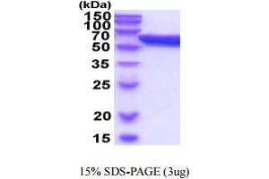 PDIA3 Protein (AA 25-505) (His tag)