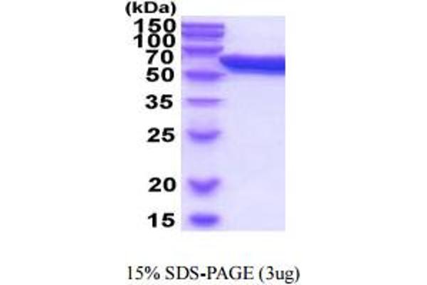PDIA3 Protein (AA 25-505) (His tag)
