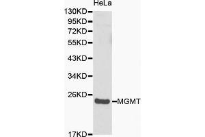 Western blot analysis of Hela cell lysate using MGMT antibody. (MGMT Antikörper  (AA 1-207))