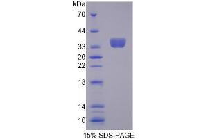 SDS-PAGE analysis of Mouse TCEA3 Protein. (TCEA3 Protein)