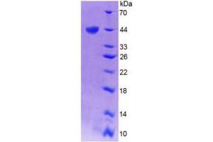 SDS-PAGE (SDS) image for three Prime Repair Exonuclease 1 (TREX1) (AA 6-369) protein (His tag) (ABIN6239135) (TREX1 Protein (AA 6-369) (His tag))