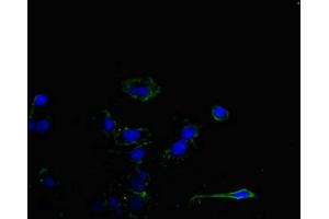 Immunofluorescence (IF) image for anti-Membrane Protein, Palmitoylated 5 (MAGUK P55 Subfamily Member 5) (MPP5) (AA 5-252) antibody (ABIN7158905)