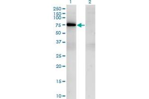 Western Blot analysis of TBX21 expression in transfected 293T cell line by TBX21 monoclonal antibody (M09), clone 1D12. (T-Bet Antikörper  (AA 387-486))
