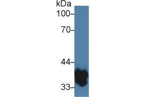 Western Blot; Sample: Mouse Spleen lysate; ;Primary Ab: 3µg/ml Rabbit Anti-Mouse TMEM173 Antibody;Second Ab: 0. (STING/TMEM173 Antikörper  (AA 160-371))