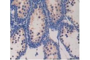 Detection of GCG in Mouse Testis Tissue using Polyclonal Antibody to Glucagon (GCG) (Glucagon Antikörper  (AA 21-180))