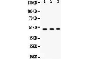 Western Blotting (WB) image for anti-Fucosyltransferase 1 (Galactoside 2-alpha-L-Fucosyltransferase, H Blood Group) (FUT1) (AA 134-164), (N-Term) antibody (ABIN3042410) (FUT1 Antikörper  (N-Term))