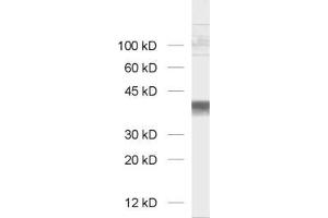 Western Blotting (WB) image for anti-Glyceraldehyde-3-Phosphate Dehydrogenase (GAPDH) antibody (ABIN1742501) (GAPDH Antikörper)