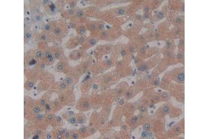 IHC-P analysis of Kidney tissue, with DAB staining. (FDPS Antikörper  (AA 1-419))