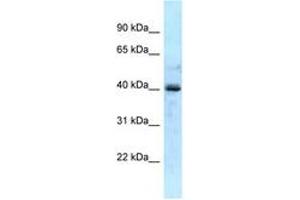 Image no. 1 for anti-Galactokinase 1 (GALK1) (AA 57-106) antibody (ABIN6747828) (GALK1 Antikörper  (AA 57-106))