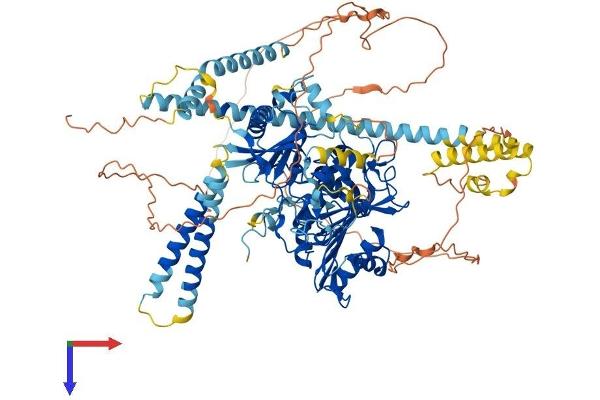 MORC1 Protein (AA 1-950) (His tag)