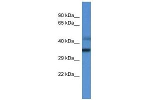 Western Blot showing MRPL45 antibody used at a concentration of 1. (MRPL45 Antikörper  (C-Term))