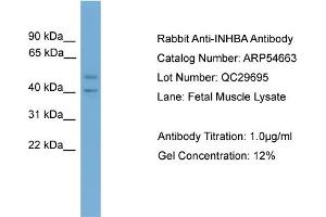 WB Suggested Anti-INHBA  Antibody Titration: 0. (INHBA Antikörper  (N-Term))