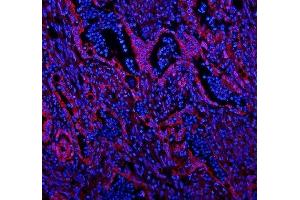 IF analysis of Caveolin-2 using anti-Caveolin-2 antibody (ABIN3043749).
