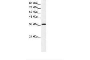 Image no. 1 for anti-Kruppel-Like Factor 1 (erythroid) (KLF1) (AA 188-237) antibody (ABIN202347) (KLF1 Antikörper  (AA 188-237))