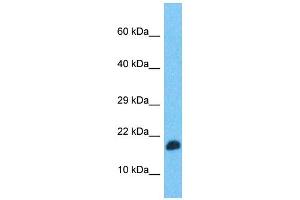 Western Blotting (WB) image for anti-Transcription Elongation Factor, Mitochondrial (TEFM) (N-Term) antibody (ABIN2790957) (TEFM Antikörper  (N-Term))