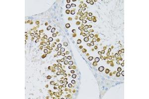 Immunohistochemistry of paraffin-embedded rat testis using PIWIL1 antibody. (PIWIL1 Antikörper)