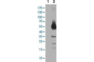 Western Blot analysis of HEK293T cells transfected with the Lane 1: pCMV6-ENTRY control and Lane 2: pCMV6-ENTRY TH cDNA for 48 hrs (5 ug/lane) using TH monoclonal antibody, clone 1D8 . (Tyrosine Hydroxylase Antikörper)