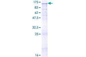 TLR8 Protein (AA 1-1041) (GST tag)