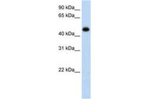 Image no. 1 for anti-Hydroxyacid Oxidase (Glycolate Oxidase) 1 (HAO1) (AA 251-300) antibody (ABIN6736638) (HAO1 Antikörper  (AA 251-300))
