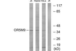 Western blot analysis of extracts from Jurkat cells, HepG2 cells and HeLa cells, using OR5M9 antibody. (OR5M9 Antikörper  (Internal Region))