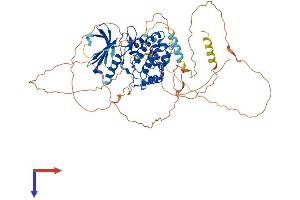 NUAK2 Protein (AA 1-628) (His tag)