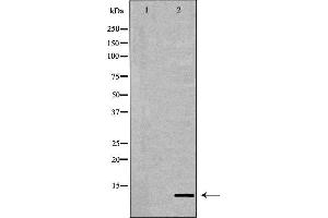 Western blot analysis of Hela whole cell lysates, using Histone H4K20me1 Antibody. (Histone H4 Antikörper  (meLys20))