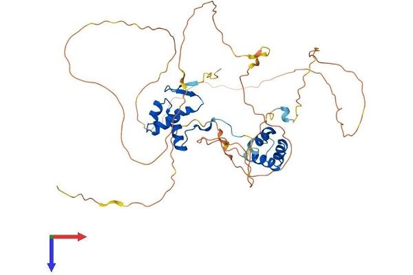 PAX8 Protein (AA 1-457) (His tag)