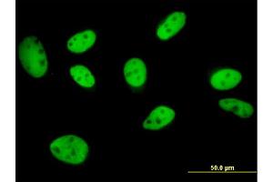 Immunofluorescence (IF) image for anti-General Transcription Factor III (GTF2I) (AA 36-274) antibody (ABIN561180)