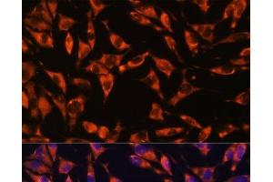 Immunofluorescence analysis of L929 cells using JAG2 Polyclonal Antibody at dilution of 1:100.