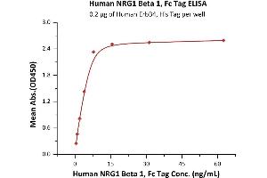Immobilized Human ErbB4, His Tag (ABIN2181045,ABIN2181044) at 2 μg/mL (100 μL/well) can bind Human NRG1 Beta 1, Fc Tag (ABIN6973185) with a linear range of 0.