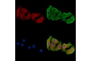ABIN6264321 and ABIN6278365 staining Hela cells by IF/ICC. (PNLIP Antikörper  (C-Term))