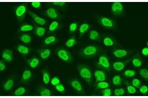 Immunofluorescence analysis of A549 cells using POLR2J Polyclonal Antibody
