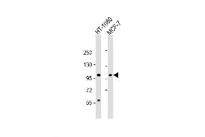 Western Blot at 1:2000 dilution Lane 1: HT-1080 whole cell lysate Lane 2: MCF-7 whole cell lysate Lysates/proteins at 20 ug per lane. (RHBDF2 Antikörper  (N-Term))