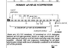 Diagram of human Fetuin/alpha2-HS-glycoprotein. (Fetuin A Antikörper)