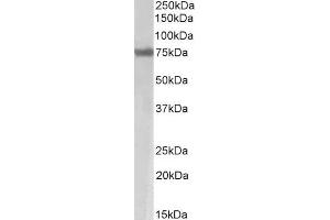 ABIN1781934 ((2µg/ml) staining of Mouse Skeletal Muscle lysate (35µg protein in RIPA buffer). (MARCH7 Antikörper  (Internal Region))
