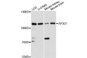 Western blot analysis of extracts of various cell lines, using AP3D1 antibody (ABIN6292609) at 1:3000 dilution. (AP3D1 Antikörper)