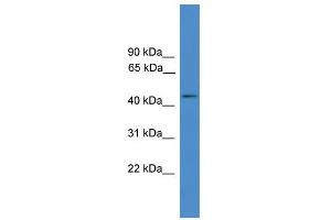 WB Suggested Anti-GPR83 Antibody Titration: 0. (GPR83 Antikörper  (C-Term))