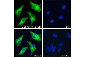 Immunofluorescence (IF) image for anti-Thrombospondin 1 (THBS1) (N-Term) antibody (ABIN1781811)