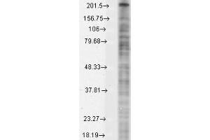 Western Blot analysis of Monkey COS transient cell lysate showing detection of Nav1. (Nav1.8 Antikörper  (AA 1724-1956) (PE))