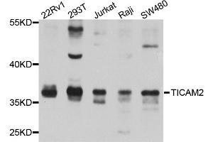 Western blot analysis of extracts of various cell lines, using TICAM2 antibody (ABIN5974888) at 1/1000 dilution. (TICAM2 Antikörper)